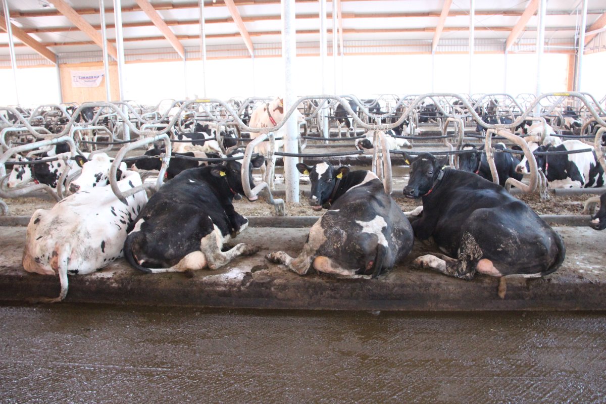 Momenteel telt het bedrijf 143 koeien met een gemiddelde productie 9.200 kilo. Härle streeft naar een gemiddelde productie van 10.000 kilo binnen twee jaar.