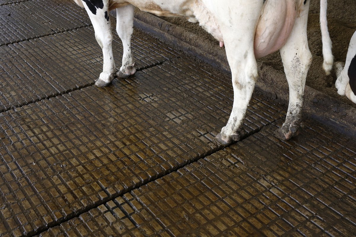 De koeien lopen goed op de emissiearme vloer. Door het grote loopvlak hebben de dieren veel grip, merkt Keuper. Het gunstigere prijskaartje van een dichte emissiearme vloer had uiteraard ook zo zijn voordeel.