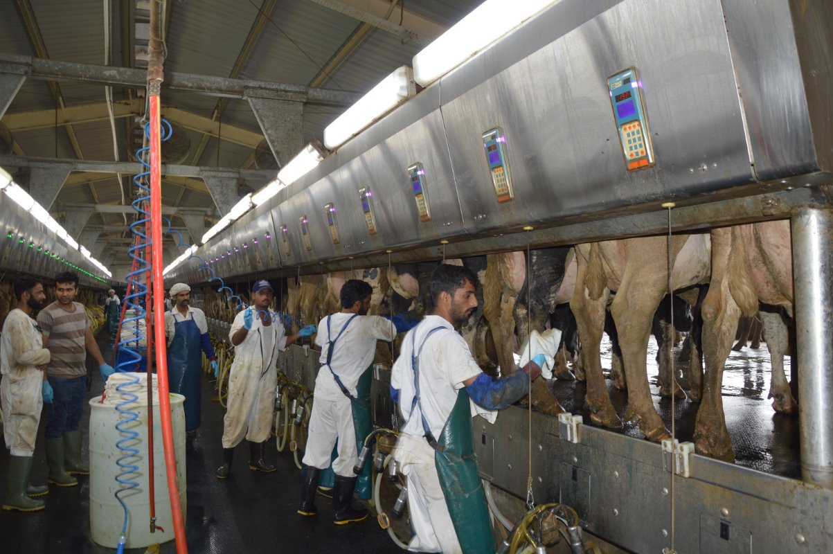 Pakistanen in witte overalls, groene schorten en mutsjes op hun hoofd behandelen voor, sluiten melkstellen aan en sprayen de spenen. Er werken totaal zo´n 200 mensen op de boerderij, waaronder vier buitenlanders. Ruim veertig man daarvan verzorgen het melken.
