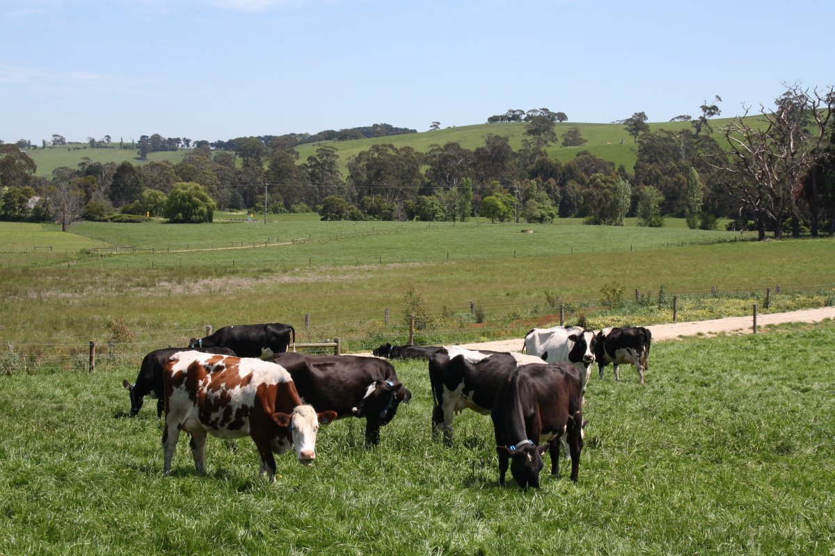 De gehele veestapel bestaat uit driewegkruisingen: Holstein x Montelbiarde x Zweeds roodbont. Gilliam wil efficiënte koeien, met een goede vruchtbaarheid. De gemiddelde melkproductie bedraagt 7.900 liter met 4,20 % vet en 3,42 % eiwit. Naast vers gras krijgen de koeien 1.700 kg krachtvoer per jaar. De vruchtbaarheid is erg goed met 12 % guste dieren per jaar.