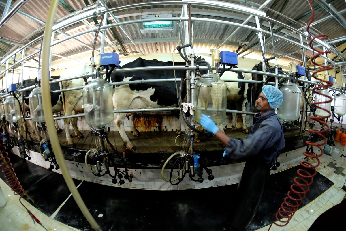 De koeien worden driemaal daags gemolken in een visgraat-melkstal.
