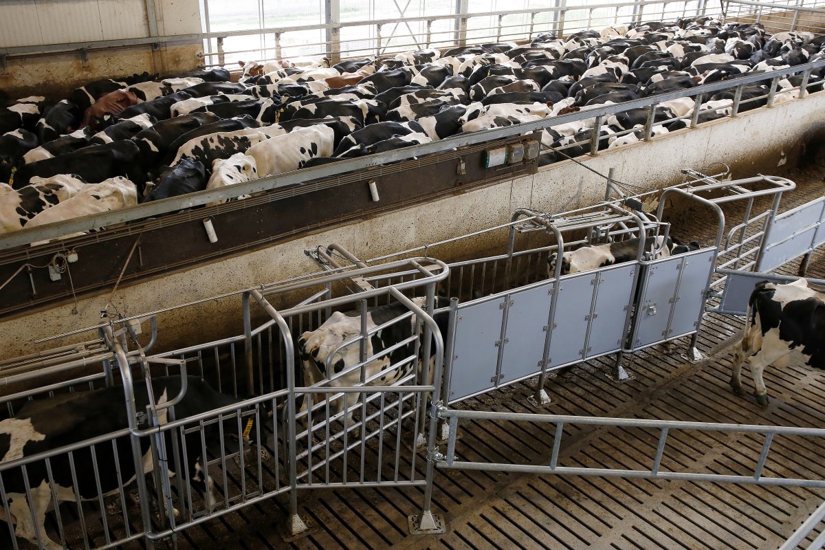 Bij het verlaten van de melkstal moeten de koeien door 2 selectiepoorten, voor klauwbehandeling en inseminatie. Het personeel van het bedrijf insemineert zelf, en er is altijd sperma van 10 stieren voorhanden.