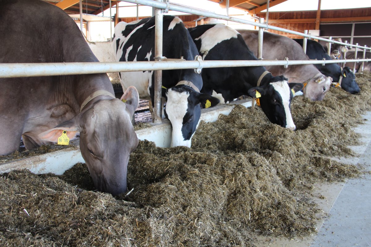 <p>Het verkrijgen van eiwitrijkvoer is voor een biologisch melkveehouder het grootste probleem. Voor het noodzakelijk eiwit in het rantsoen verstrekt Albinger zijn koeien dagelijks 2,5 kilo akkerbonen die hij zelf teelt.</p>’ title=