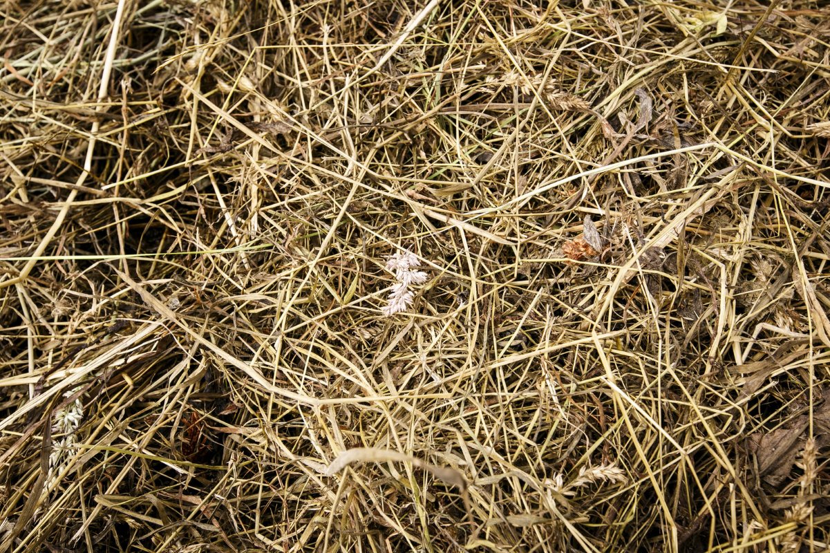 De bodem van de koeientuin is een mix van meerdere strosoorten is. "Met meer soorten kun je beter composteren", stelt Duijndam. Duindam verkoopt de mest aan biologische tuin- en akkerbouwers in de omgeving. Hij beurt €13 per kuub. Duijndam mikt op zo'n 1.500 kuub per jaar.