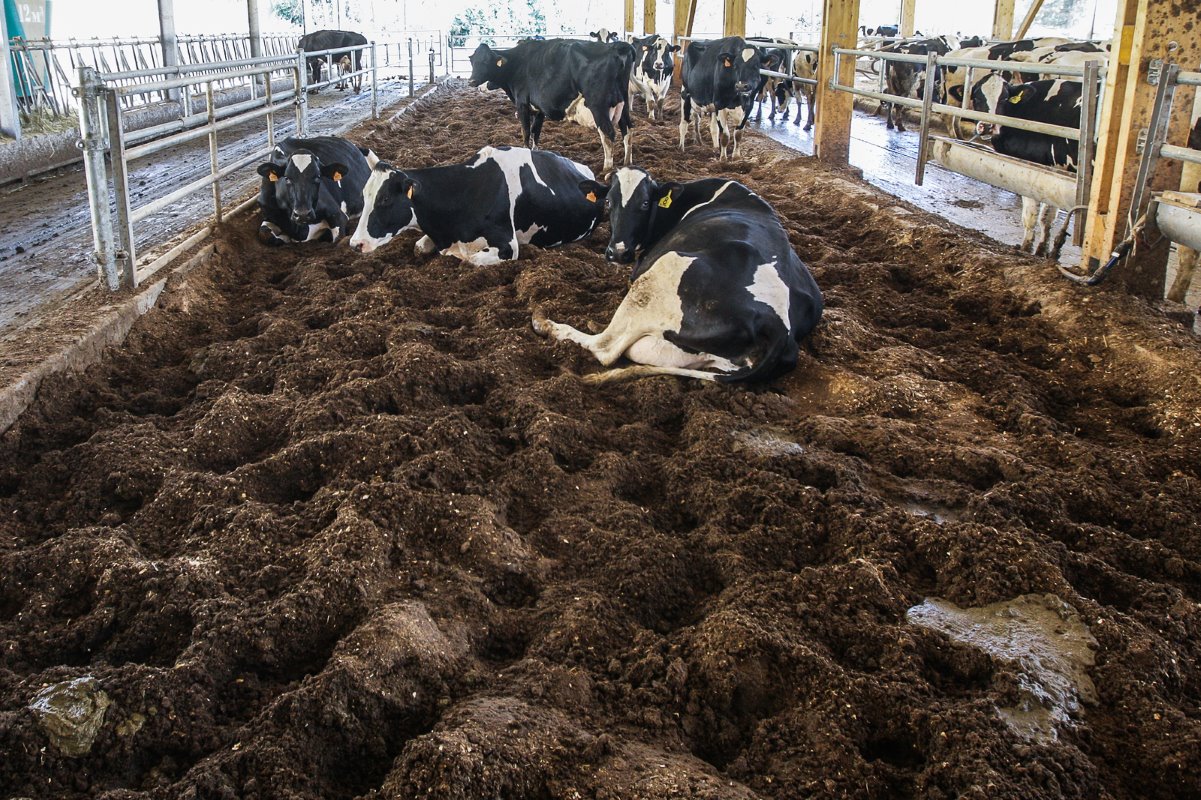 De stal biedt plaats aan 140 melkkoeien, inclusief 20 in een aandachtsruimte met zachte bodem. Groei van de productie gebeurt door gestage groei van het aantal koeien, maar ook door verhogen van de melkproductie.