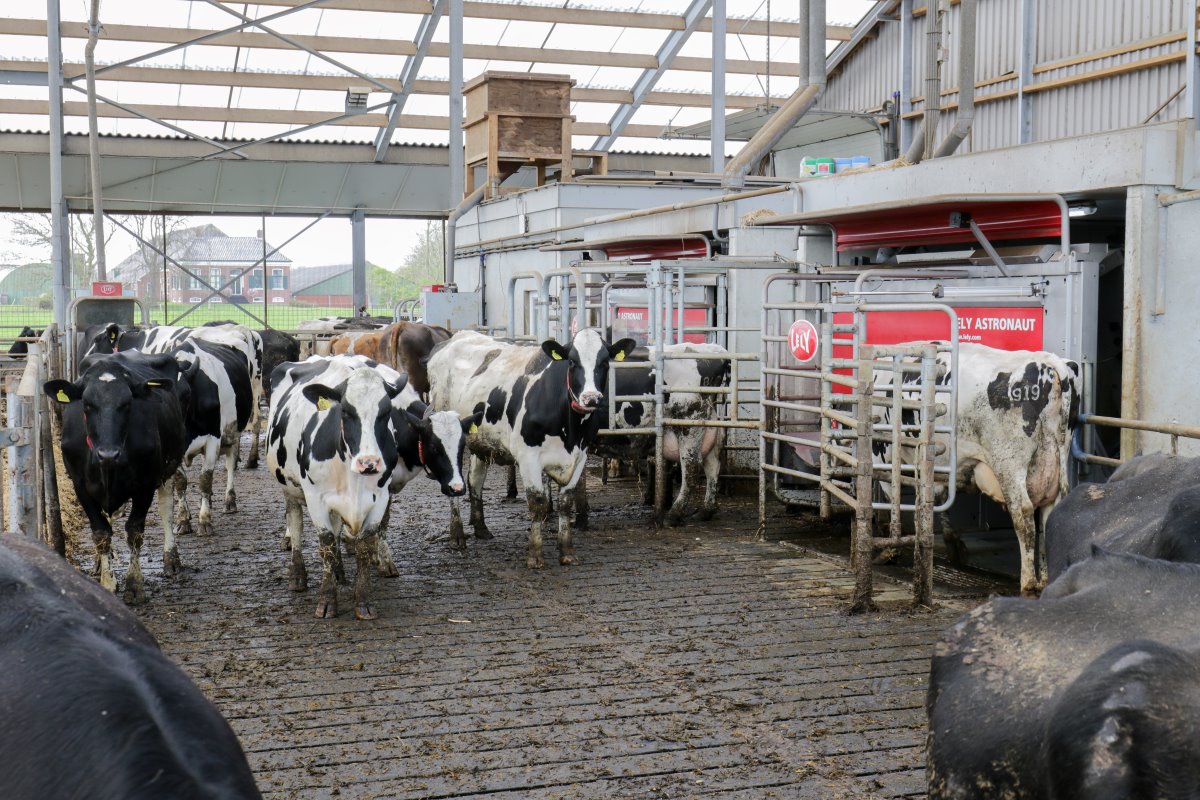 Om robotmelken en weidegang goed te combineren, moet je koeien individueel benaderen, stelt Slager. "Het kuddegedrag moet er wat uit." Om de productie per koe omhoog te krikken, is de melkveehouder wat harder gaan voeren.