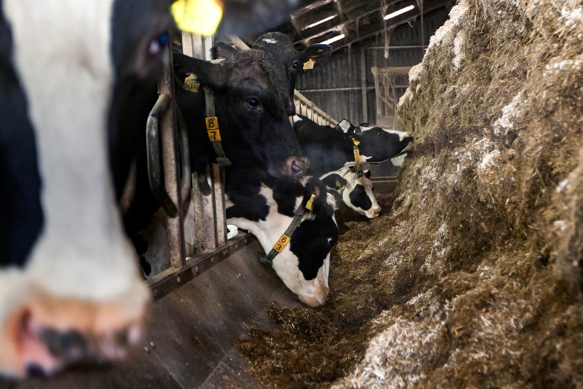 Uiteindelijk gaat het voer in blokken naar de koeien. Bovenop stort Krukerink nog een laag gehakseld koolzaadstro als structuurbron.