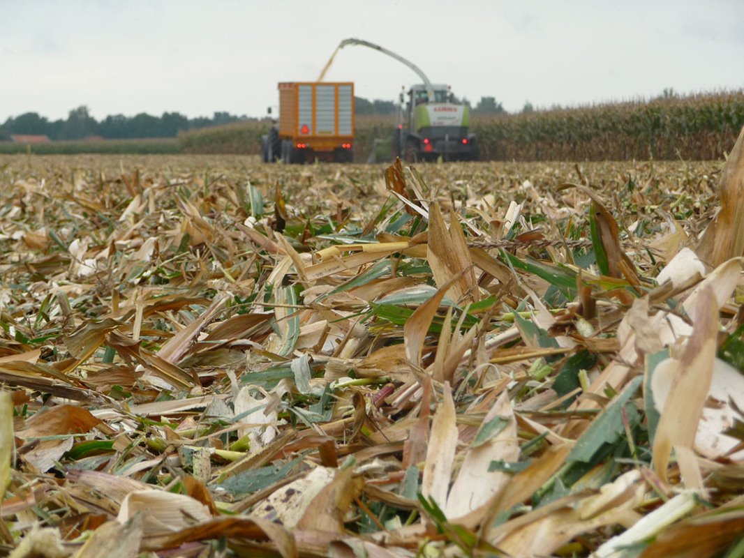 Oogst maïs als krachtvoervervanger in de vorm van MKS en verbeter de bodemvruchtbaarheid.