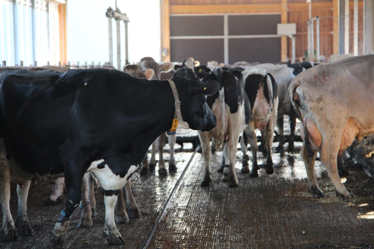 <p>Van de 225 koeien zijn er 45 van het ras Holstein. De gemiddelde melkproductie in 2014 bedroeg 8.558 kilo melk met 4,2 procent vet en 3,42 procent eiwit. Het Braunvieh levert een gemiddelde productie van 8.347 kilo met 4,24 procent vet en 3,46 procent eiwit.</p>’ title=