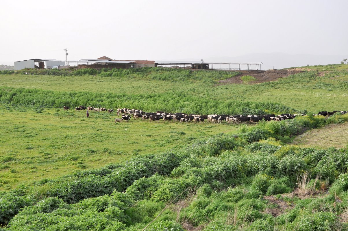 Turkish government supports its dairy farmers