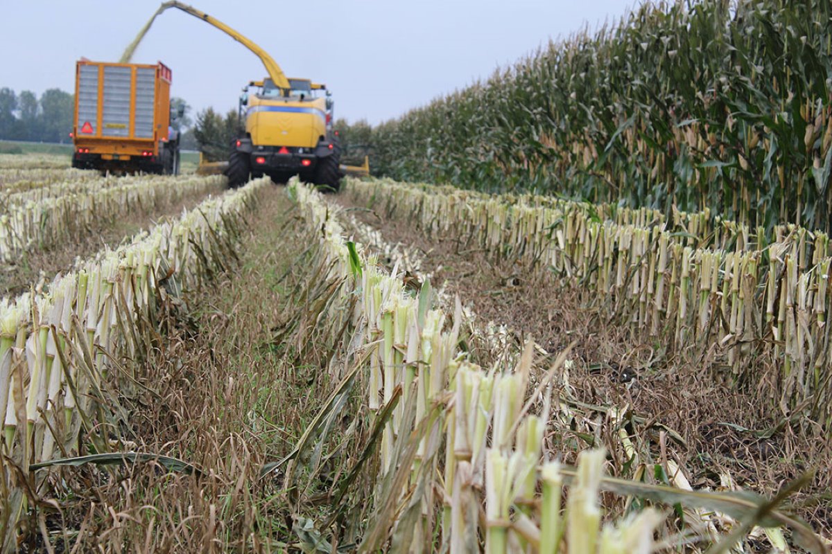 Haksel de maïs hoger voor meer kwaliteit en bodemvruchtbaarheid, maar oogst als MKS te extreem vinden.