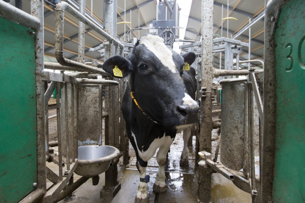 „In een buitenmelker stappen de koeien gemakkelijk de melkstal in. In deze binnenmelker staan de koeien zij-aan-zij.  De instap is een aandachtspunt. Vooral tijdens de eerste week waren we daar op gefocust. Nu weten de koeien precies hoe het werkt ", vertelt Willy.