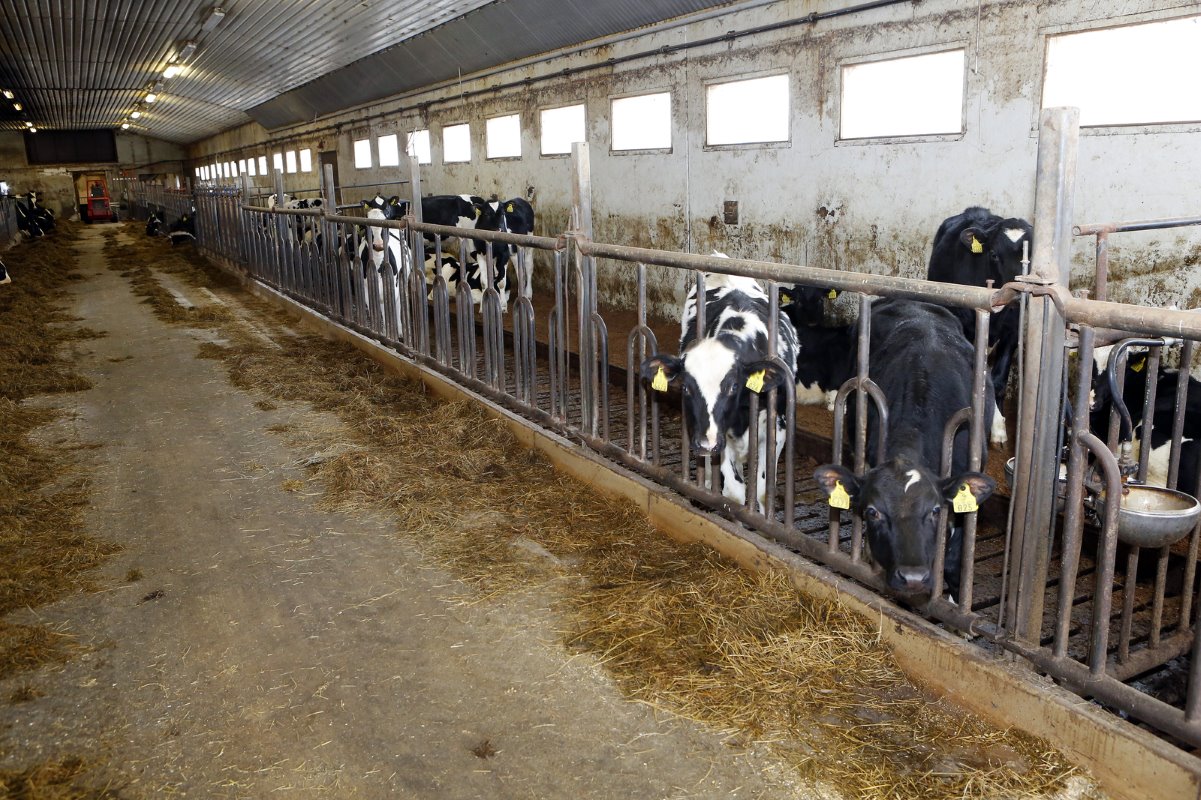 <p>In de jongveestallen is voldoende ruimte om de droge koeien te plaatsen. Dat vraagt nog wel wat aanpassingen.</p>’ title=