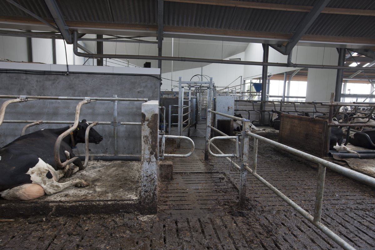 De melkveehouders kozen voor een driewegselectiepoort. Na het melken gaat het gros van de koeien terug de stal in. Een deel slaat rechts af naar het strohok en de separatieruimte.