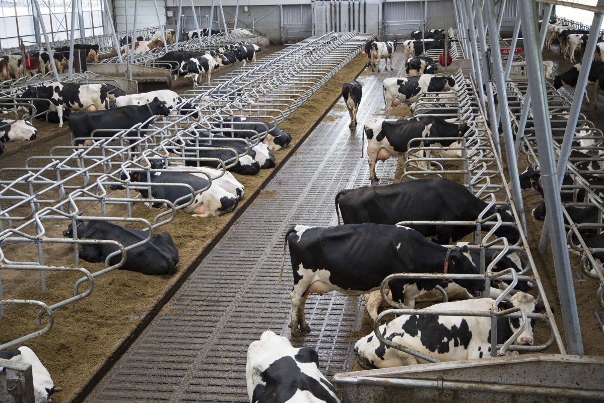 De koeien lopen op een emissiearme Eco-welzijnsvloer van Anders Beton. Die ligt overal - ook in de doorsteken - en kostte €130 per m². De jaarlijkse ammoniakuitstoot is bij weidegang berekend op 5,2 kg per dier.