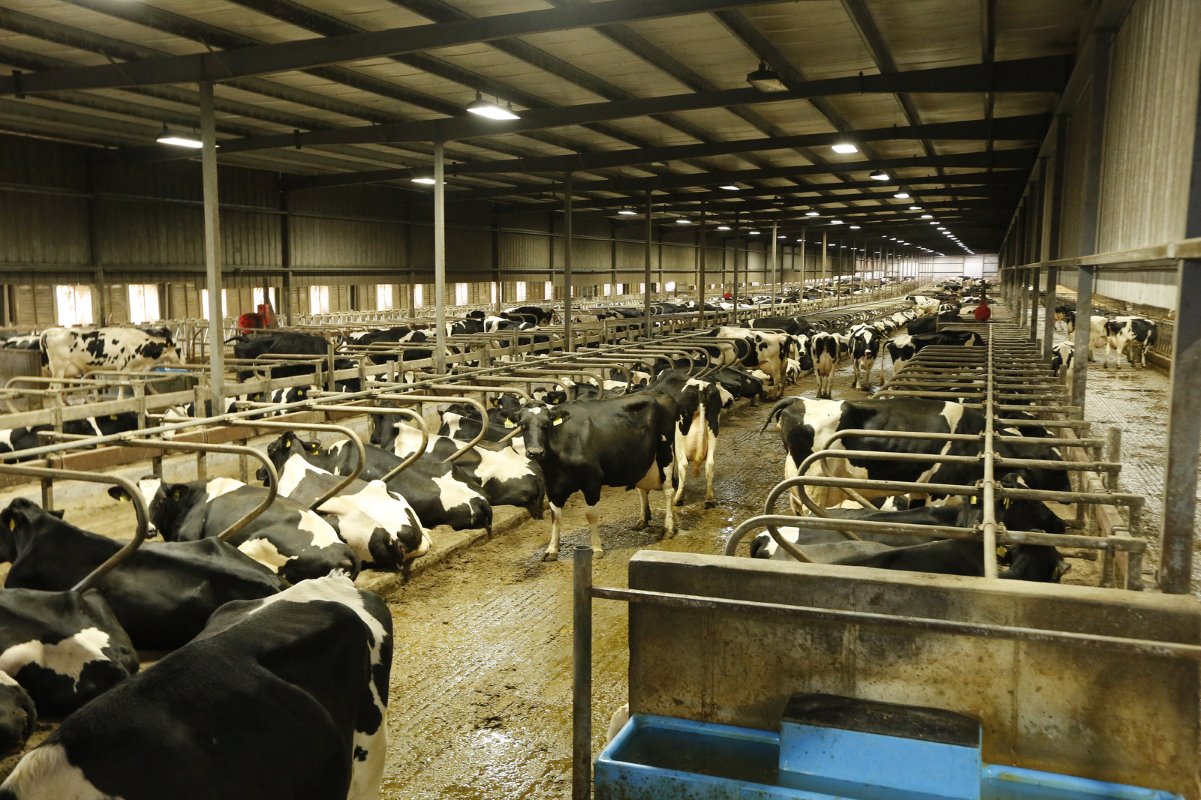 Met gemiddeld 4,2 lactaties gaan de koeien redelijk lang mee, al staat dit getal onder druk door dalende prijzen voor vaarzen en hoge vleesprijzen.