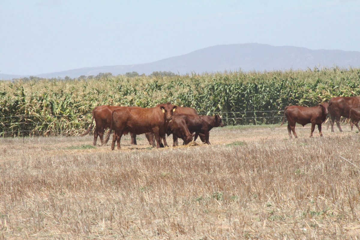 Uilenkraal produceert snijmais onder cirkelirrigatie op velden van 40 hectare. Het schrikdraad dat het Bonsmara vleesvee op de voorgrond uit de snijmais moet houden, wordt gevoed met zonne-energie.
