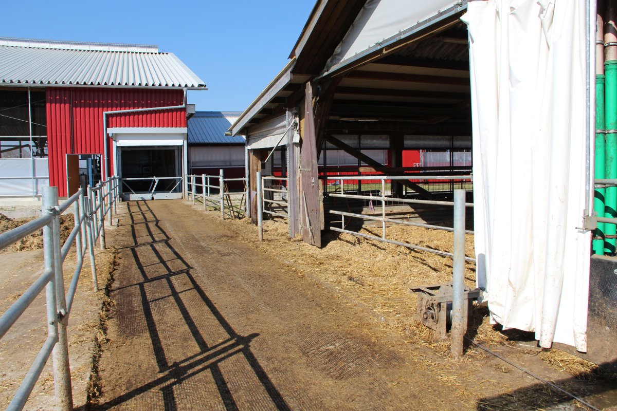 <p>In de nieuwe stal staan de droogstaande koeien en de hoog productieve dieren. De overige koeien en het jongvee vertoeven in de oude naastgelegen stal. Via een verbindingspad lopen de koeien naar de melkstal.</p>’ title=
