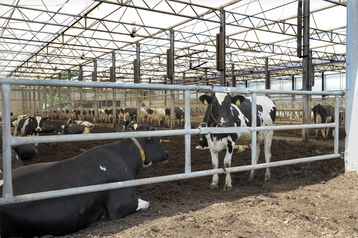 Nadat Hoogland de bodem bewerkt heeft, sluit hij het hek aan de achterkant van de stal weer af. De koeien zoeken intussen hun vertrouwde plek op, dicht bij de zon.