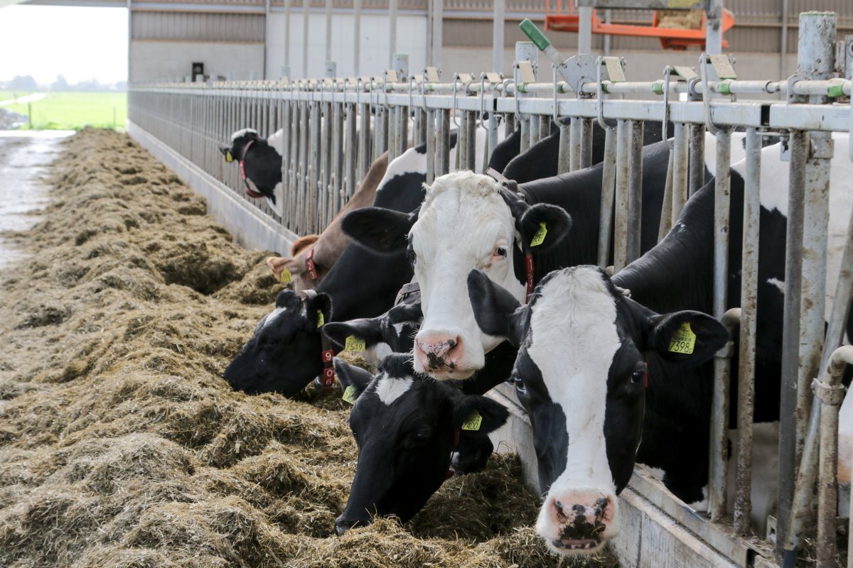 De melkveehouders willen de productie per koe verder omhoog krikken. Ze streven naar 9.000 liter per koe. Het liefst halen ze nog wat meer onder hun dieren vandaan. "Het is een rekensom geworden. Voor een gezonde bedrijfsvoering moet de productie omhoog."