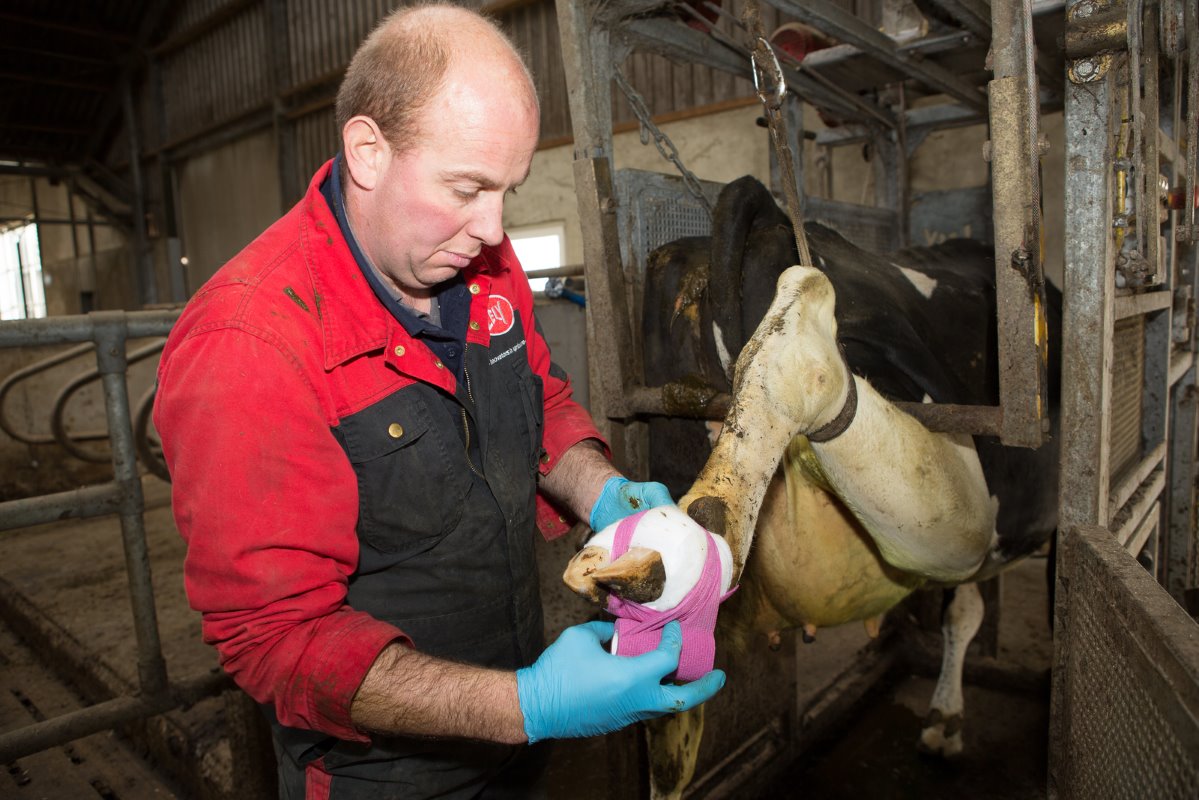 Over de watten brengt de veehouder zelfklevende bandage aan. Het is belangrijk het balgebied goed in te wikkelen met voldoende druk op het drukkussentje zonder de rest van de klauw strak in de pakken.