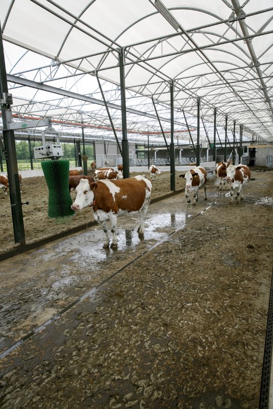 Aan de zijkant van het vrijloopgedeelte bevindt zich een vijf meter brede mestgang. Ook hier was ruimte het sleutelwoord. Op deze mestgang kunnen de koeien vreten aan het voerhek. De koeien lopen overigens op een gewone dichte, betonnen vloer.