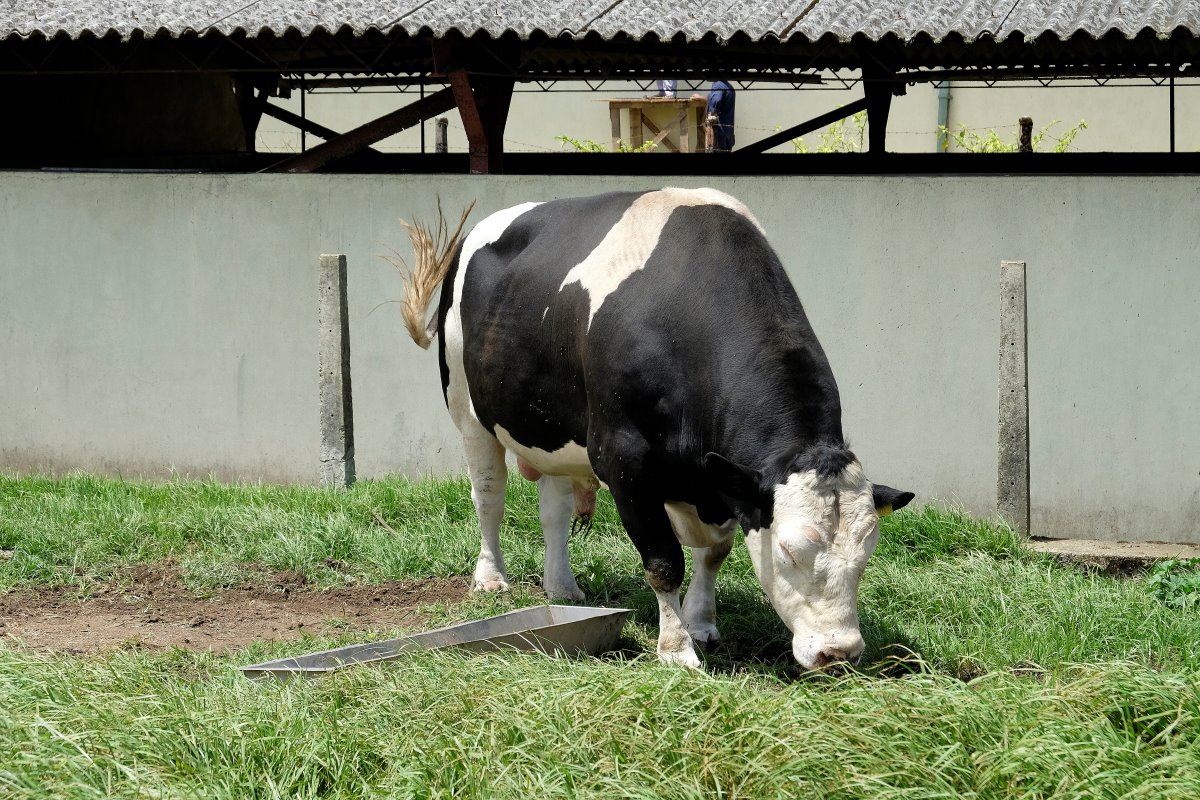 Ook in Sri Lanka wordt bijna uitsluitend met kunstmatige inseminatie gewerkt (95 %). Soms wordt de stier van stal gehaald.