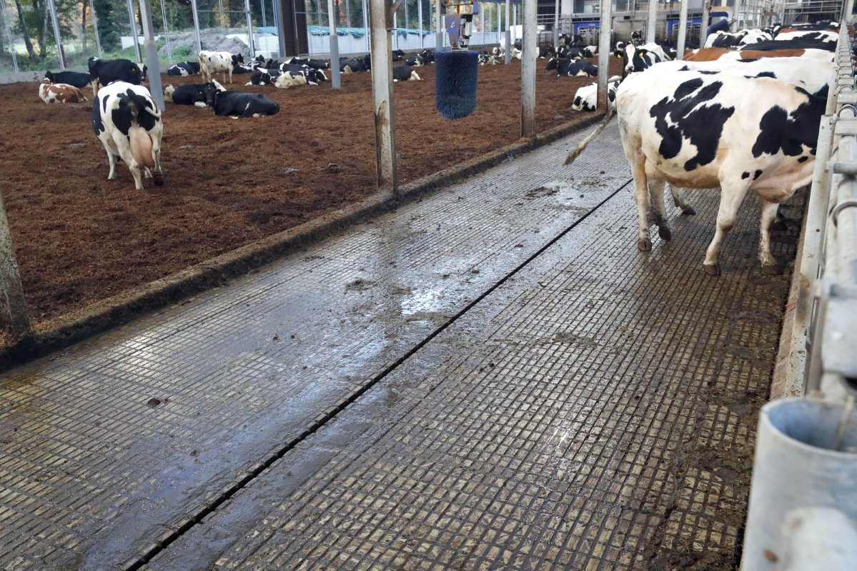 Aan de zijkant van het vrijloopgedeelte lopen de koeien op een dichte, emissiearme W5-vloer. Daar vreten de koeien aan het voerhek. De vloer bevalt goed. Al kan die soms glad worden door de huidige onderbezetting.