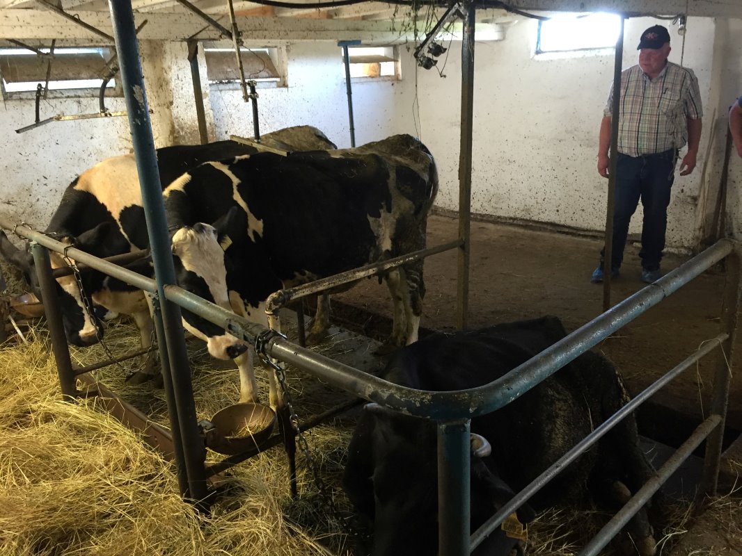 De bekende fokker Jos Knoef bekijkt het vee en de stalling. Met een milde ondertoon stelt hij dat er wel verschillen zijn tussen de melkveebedrijven.