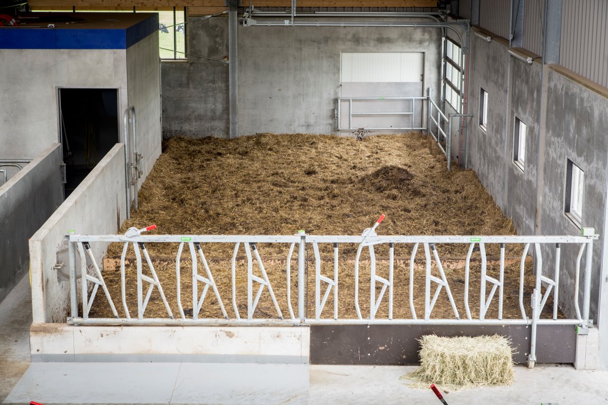 De voorzijde van de stal is ingericht met een ruim strohok. Separeren gaat eenvoudig, via de melkrobots. De dieren kunnen vanuit het strokhok zelf de robot benaderen.