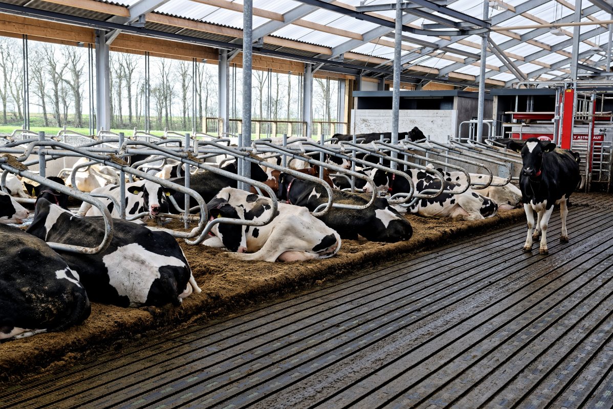 De stal is 90 meter lang en 36 meter breed. De melkveehouders kozen voor 3+3-rijige stal. De koeien liggen in diepstrooiselboxen. Die zijn gevuld met biobedding. De onderlaag is van comfortmix, bestaande uit krijt, stro en water.