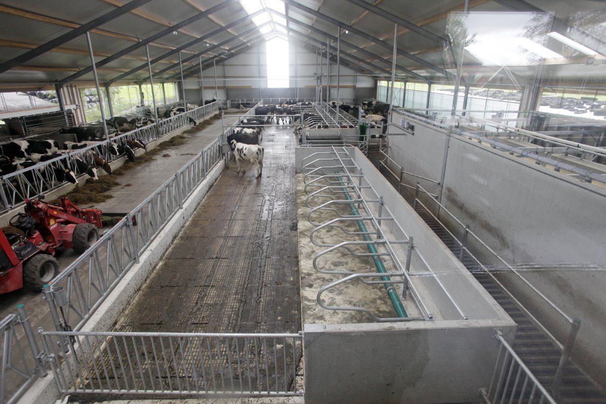 De selectieruimte telt tien ligboxen. De melkveehouders kunnen er aan het voerhek negentien dieren vastzetten. "De mogelijkheid tot het vastzetten van dieren hebben we aan beide zijden van de voergang."