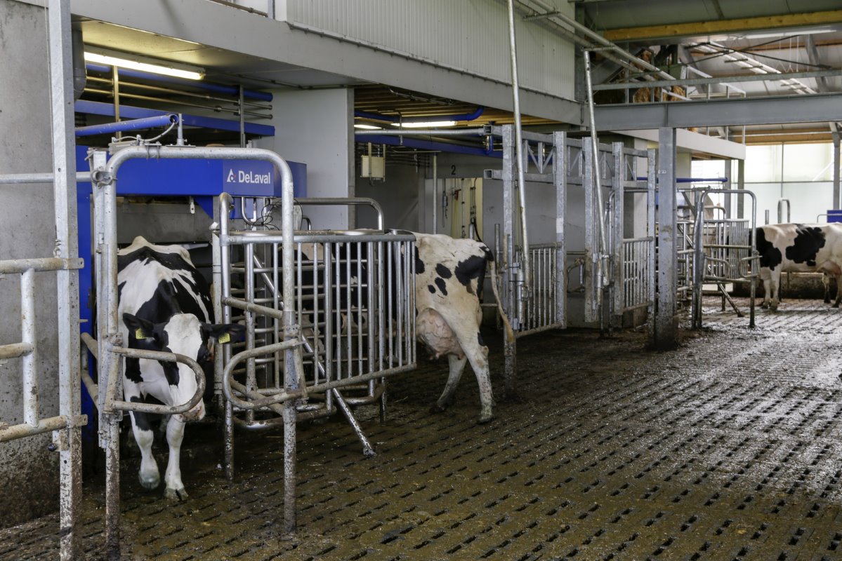 Albert-Jan Zijlstra sloot zich onlangs aan bij een regionale VMS-studiegroep van zeven melkveehouders die allemaal met DeLaval-robots melken. "We komen maar een paar keer per jaar bijeen. De groep heeft vooral een klankbordfunctie. Via WhatsApp reageren we snel op vragen van elkaar. Dat is erg prettig."