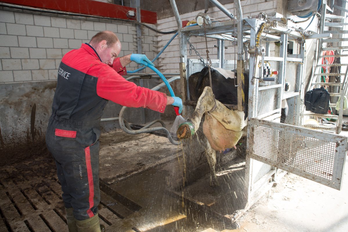 Nadat Vijverberg net een pleister heeft geplakt, verwijdert hij een pleister bij een koe die deze al 14 dagen heeft gedragen. Ook hier geldt: eerst goed reinigen.