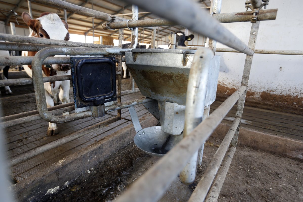 Nabuurs installeerde later ook nog deze Ketoprotectbox voor koeien die 0 tot 50 dagen in de lactatie zitten. Het is een aanvullend diervoedersysteem dat slepende melkziekte moet voorkomen.