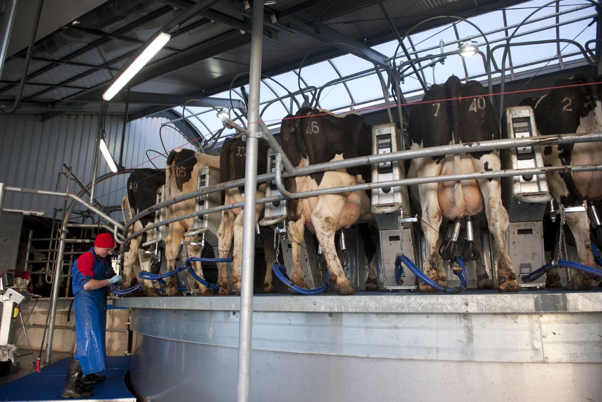 Herman krijgt tijdens het melken ondersteuning van medewerker Ype Bakker. Slanggeleiders voorkomen dat de melkstellen kantelen of draaien en zorgen voor een vlotte en goede melkwinning.