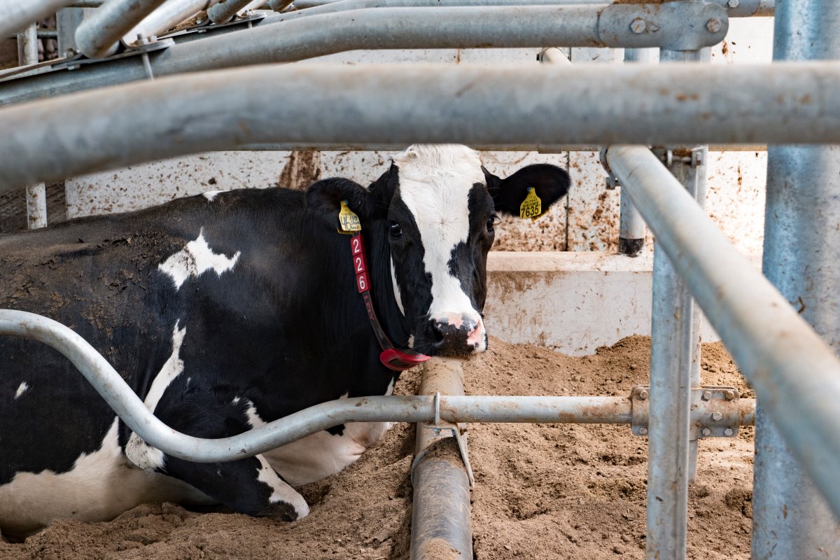 Firma Rooker was in 2016 finalist in de CRV-verkiezing van beste veestapel van Nederland. Toen waren de koeien nog gehuisvest in een overbezette en gedateerde ligboxenstal. "We hechten veel waarde aan een duurzame en gezonde veestapel", aldus Frank Rooker.