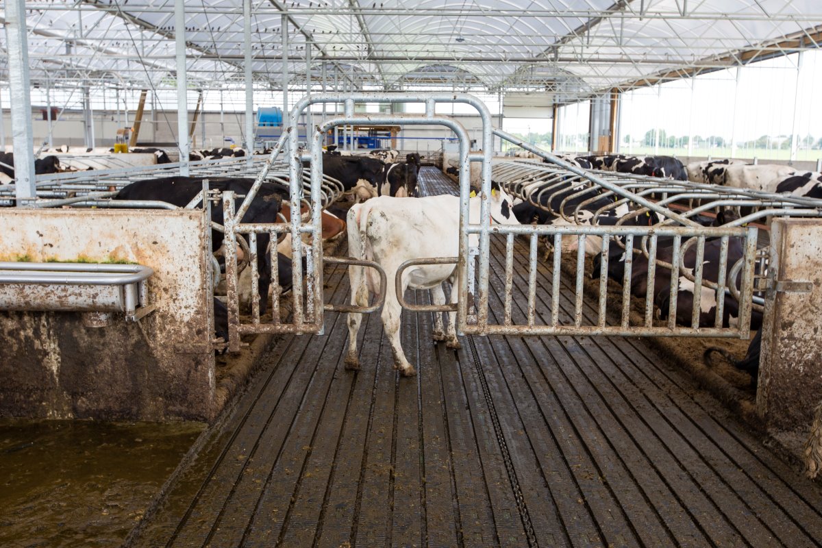 Na het vreten gaan de koeien door een poortje. Ze kunnen dan niet meer terug en gaan lekker liggen. "Dat hadden ze snel in de gaten", aldus Tamminga. Doordat de koeien na het melken eerst gaan vreten, hebben de slotgaten voldoende tijd om voorafgaand aan het liggen dicht te gaan.