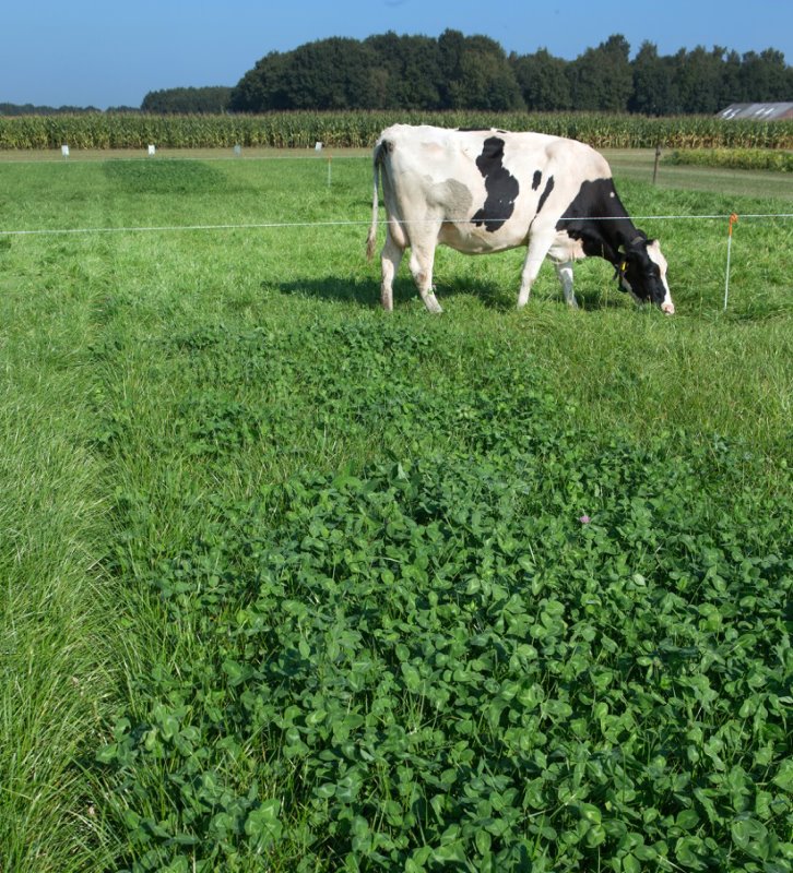 Op beide gras- en maïsmanifestaties was er een smaakproef; welk gras eet de koe het liefst?