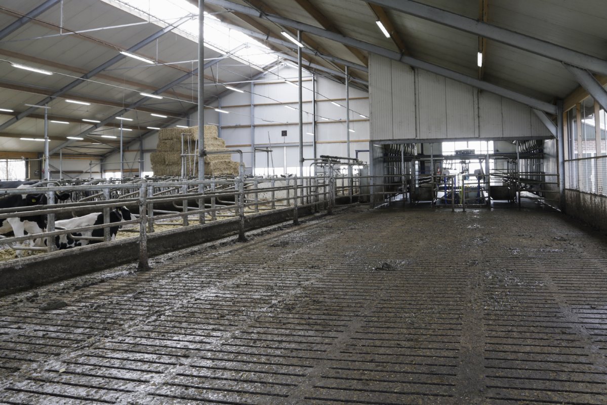 Dit is de grote wachtruimte voor de melkstal. Hier kunnen maximaal 120 koeien staan. De dieren lopen in deze stal op gewone roosters. Emissiearm bouwen was niet verplicht omdat van Tilburg weidt en omdat hij minder dan 200 koeien houdt.