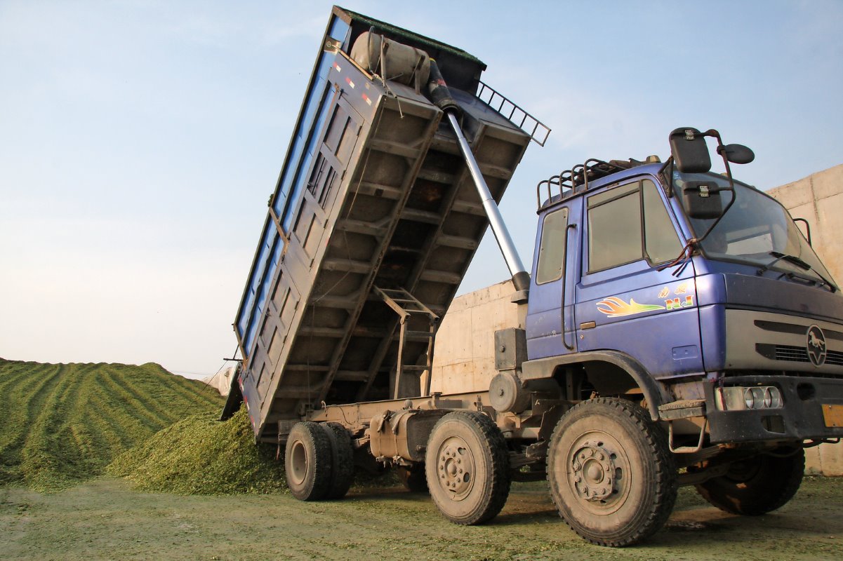 Trucks verzorgen het transport van veld naar kuilplaats. Vier trucks brengen het voer naar de drie melkveelocaties.