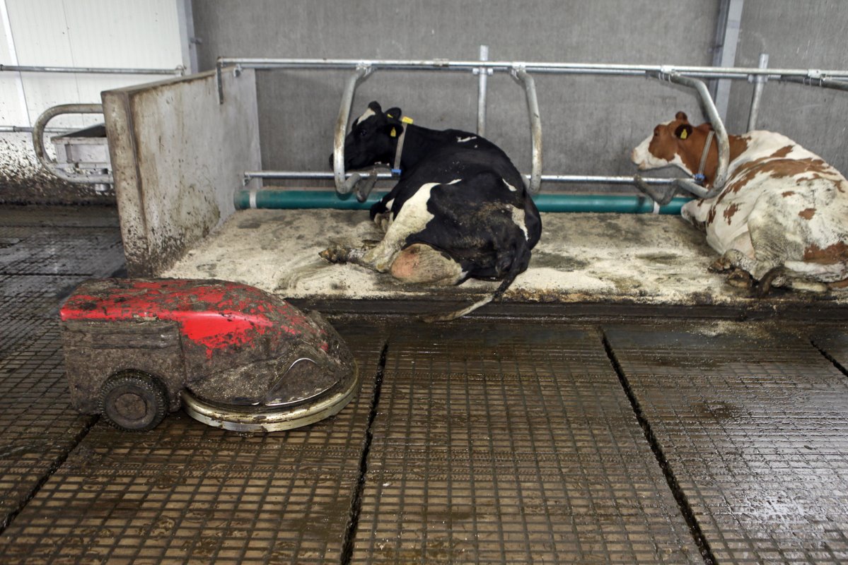 De melkveehouders kozen voor de emissiearme Welzijnsvloer W4 van HCI Betonindustrie. Piet: "We hebben vijf vloeren met elkaar vergeleken. Wij vonden dat deze vloer met een mestrobot het schoonst bleef. We mogen tot dusverre niet mopperen. De robot kan het goed behappen. "