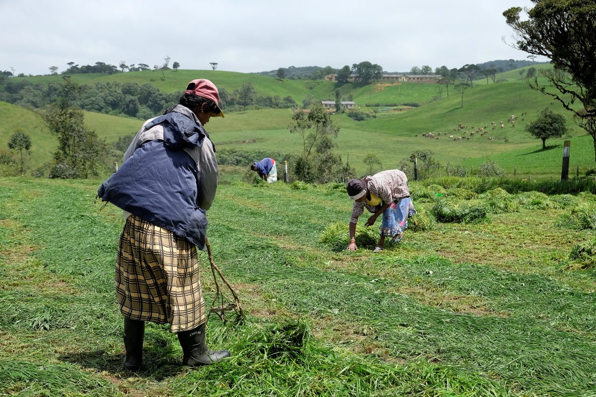 Hier is te zien hoe het gras bij elkaar wordt geharkt. Wat opvalt is het feit dat het landwerk vooral door vrouwen wordt gedaan.