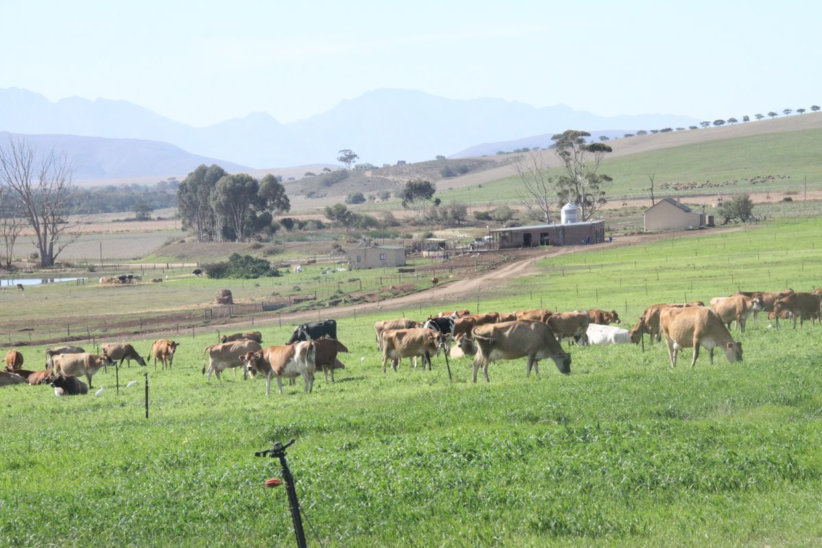 Sinds 2008 is irrigatie in Zuid-Afrika steeds duurder geworden, als gevolg van een tekort aan elektriciteit. Loch Lotus drukt de kosten door te werken met een TMR-systeem bij de hoogstproductieven, TMR in combinatie met weidegang bij de laagstproductieven en geïrrigeerde weilanden voor de droge koeien.