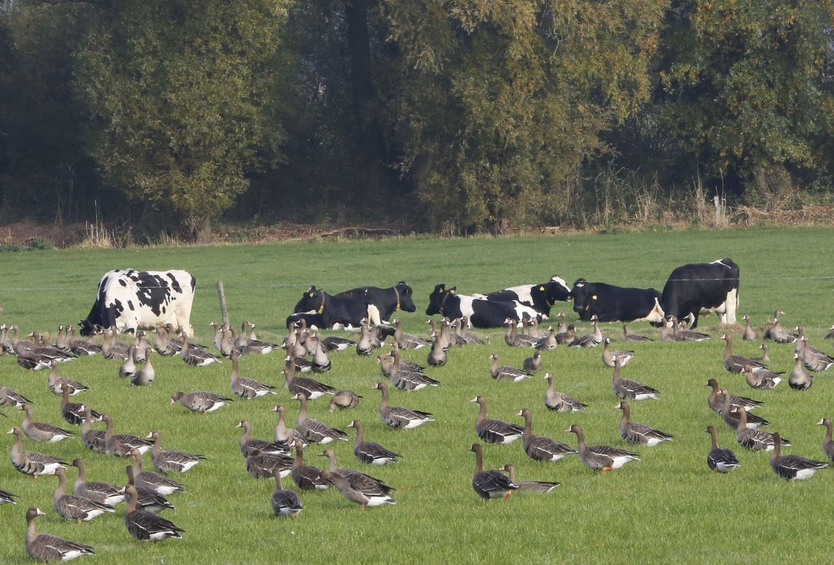 Stam past weidegang toe. Ook begin november liepen de koeien nog buiten. het weiland moesten ze wel delen met grauwe ganzen...