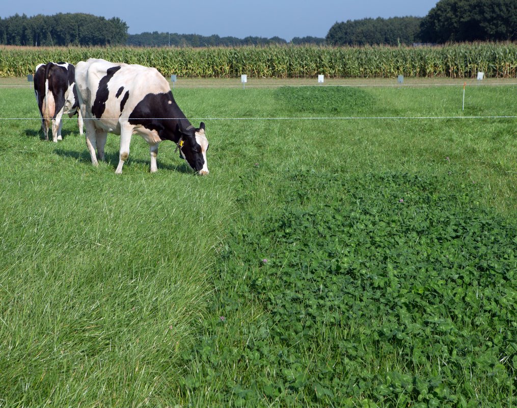 De koeien waren duidelijk in hun voorkeur. Eerst aten ze de grasmengsels met klaver, daarna de DairyGrass Energie en als laatst de percelen met rietzwenk.