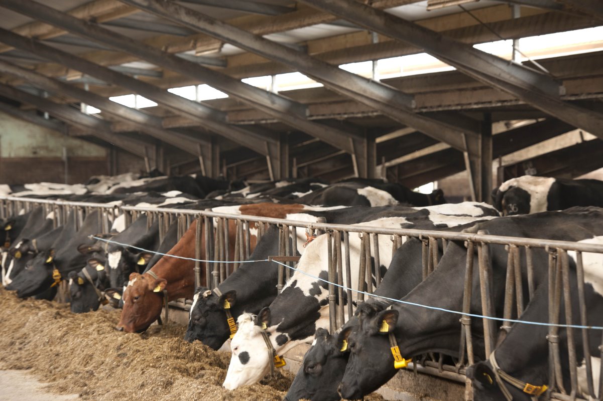 <p>Al sinds 1993 worden er 260 koeien op het bedrijf gemolken. De productie is in de loop der jaren gestegen naar zo'n 8.000 kilo per koe per jaar. Nu het quotum eraf gaat, gaan de Postma's vooralsnog niet meer melk leveren. Jan Jouke: “Als we meer dieren willen melken, hebben we extra stalruimte nodig.”</p>’ title=