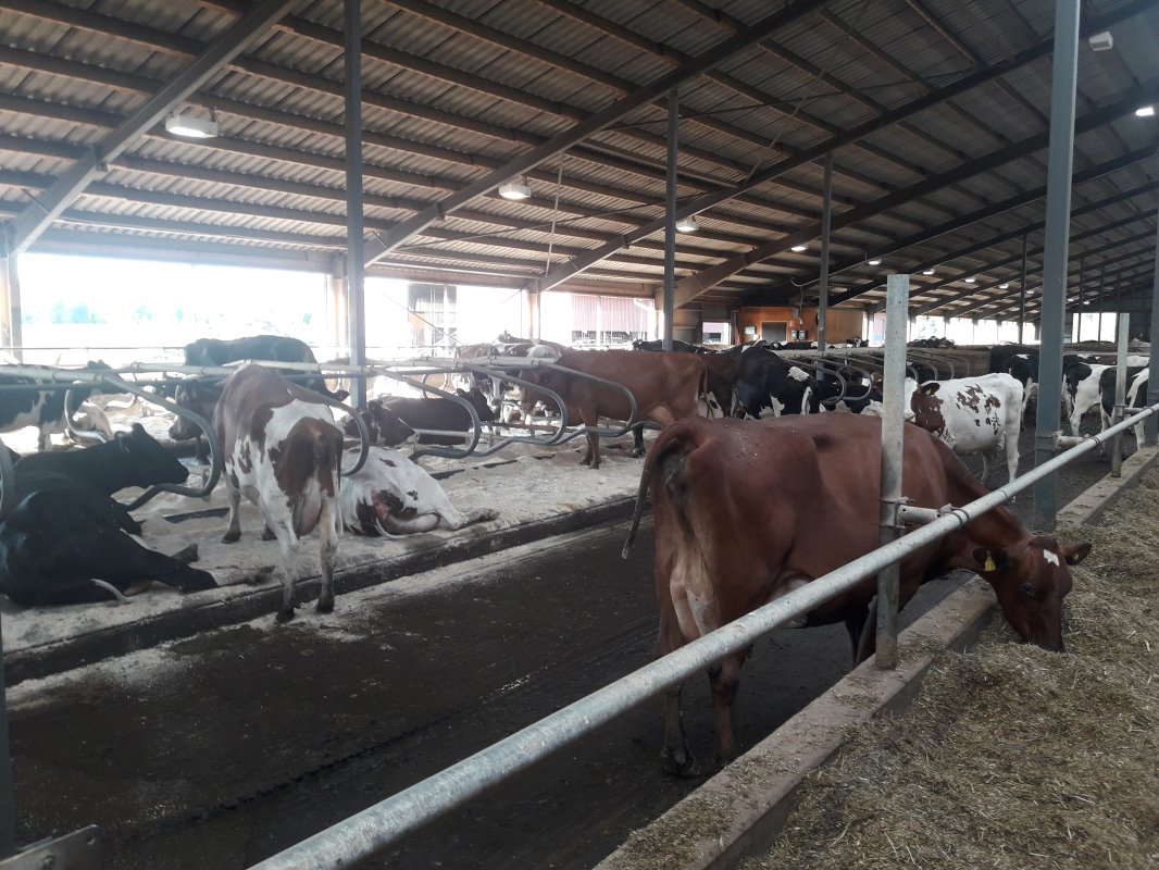 Stal en koeien zijn netjes verzorgd. Familie Källner haalt een gemiddelde melkproductie van jaarlijks 11.200 kilo per koe. Melkproductie en gezondheid zijn de redenen van het 3 keer daags melken.