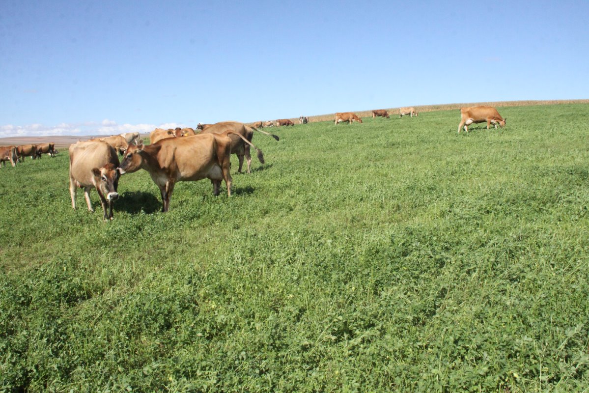 De Holsteins halen bij tweemaal daags melken een gemiddelde productie van 34 liter melk per dag. De Jerseys komen aan 28 liter per dag.