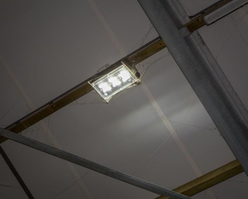 In de stal hangen 22 van deze led-lampen. Die zorgen voor een 'zee van wit licht', stelt Westerlaken. De investering was wel fors: €580 per lamp.